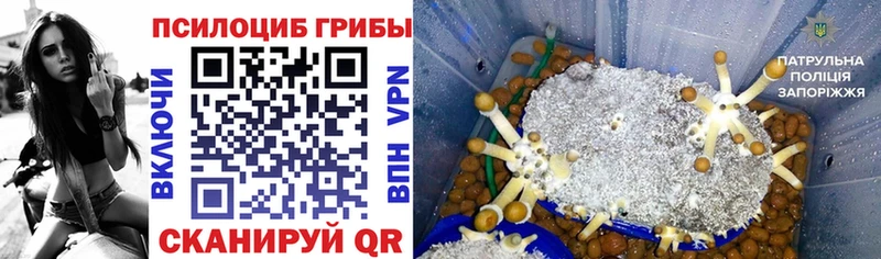 omg зеркало Нижний Ломов Псилоцибиновые грибы GOLDEN TEACHER